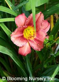 Hemerocallis 'Rosy Returns'